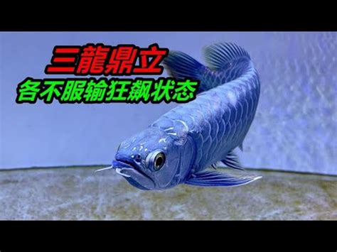 龍魚混養打架